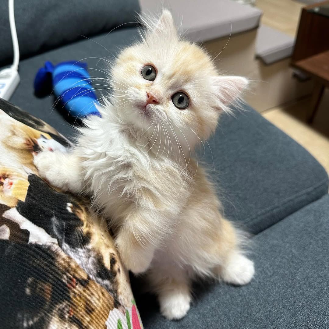 Kitten in loving home environment